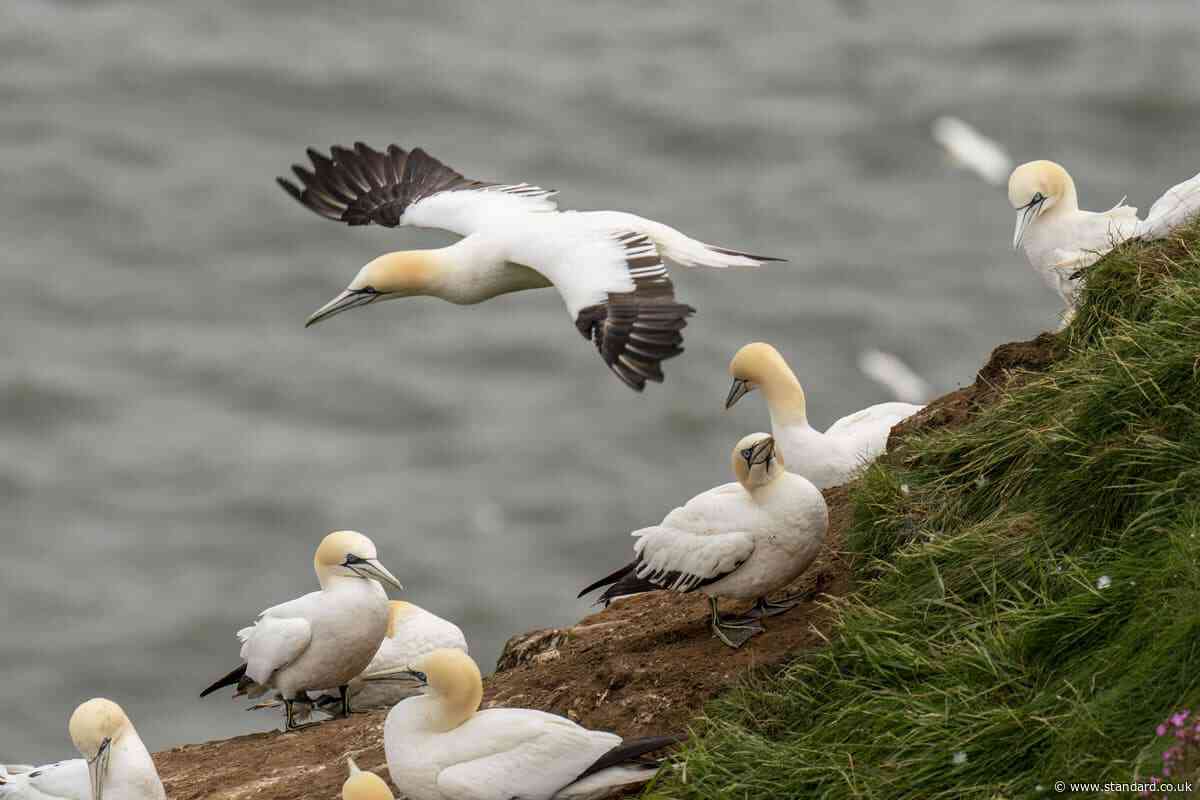 Permission requested for guga hunt to take place this summer