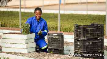 Amazon funds plan to plant 180 million shrubs in area twice size of Birmingham