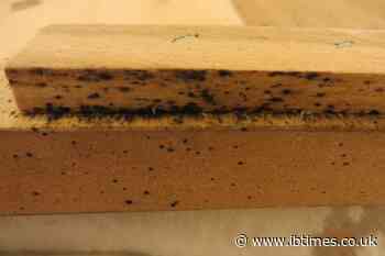 Bed Bugs Are Becoming Harder To Kill in the UK As They Become Resistant to Insecticides