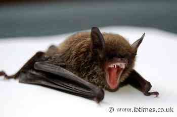 Boy Dies of Rabies Weeks After Bat Encounter Left No Visible Bite Marks, Scratches; What Were His Symptoms?