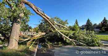 Tornado confirmed in Winnipeg neighbourhood: Environment Canada