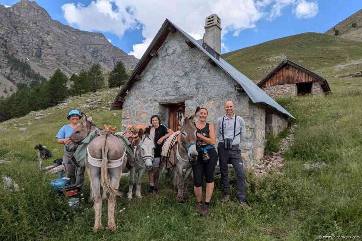Ils choisissent les ânes plutôt que l’hélicoptère pour protéger un nid de rapaces… et ravitailler un berger dans le Mercantour