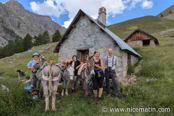 Ils choisissent les ânes plutôt que l’hélicoptère pour protéger un nid de rapaces… et ravitailler un berger dans le Mercantour