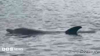 Dolphin found dead on bank of River Thames