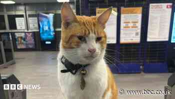 Railway station cat to get memorial bronze statue