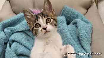Kind-hearted judge grieving loss of his elderly dog adopts adorable three-legged kitten after spotting her crouched in terror in middle of busy road