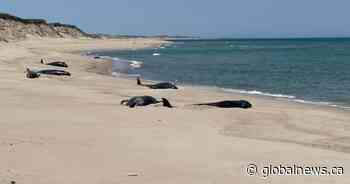 16 pilot whales die after stranding on Nova Scotia’s remote Sable Island