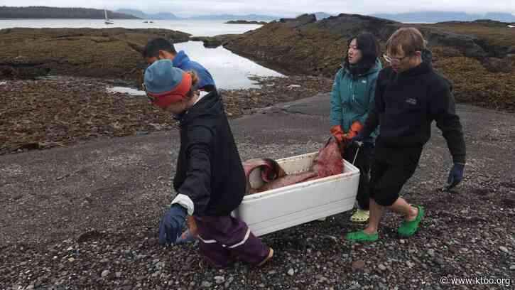 A dead deep-sea whale was found near Sitka, the second this month