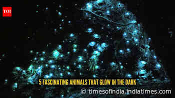 5 fascinating animals that glow in the dark