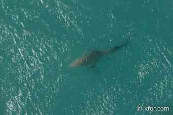 National alert system signed into law after Alabama teen shark attack