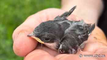 As insects come out earlier, birds at this Lake Erie reserve are shrinking