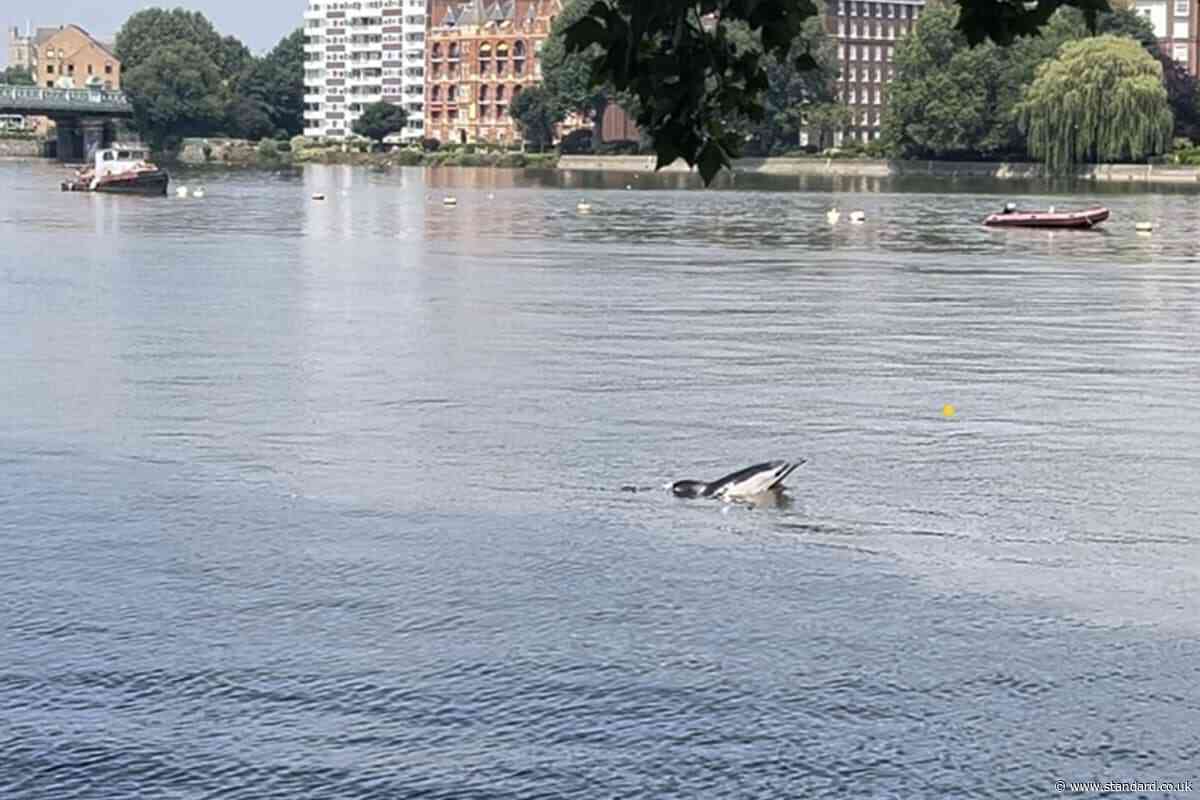 Dolphin found dead on bank of River Thames at Mortlake