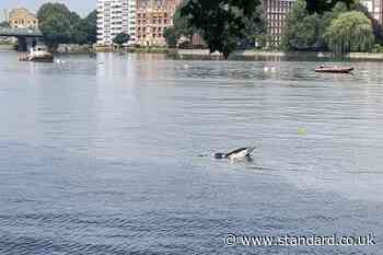 Dolphin found dead on bank of River Thames at Mortlake