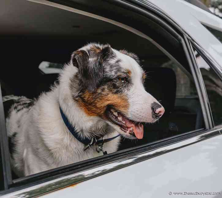 SPCA reminds pet parents to protect animals from heat