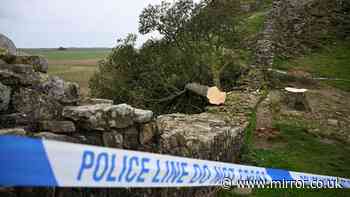 Sycamore Gap sapling stolen from 'shocked and saddened' National Trust staff