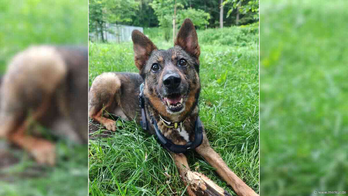 „Auf eBay verkauft“: Oberbayerisches Tierheim sucht Zuhause für Hund Toffee