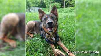 „Auf eBay verkauft“: Oberbayerisches Tierheim sucht Zuhause für Hund Toffee