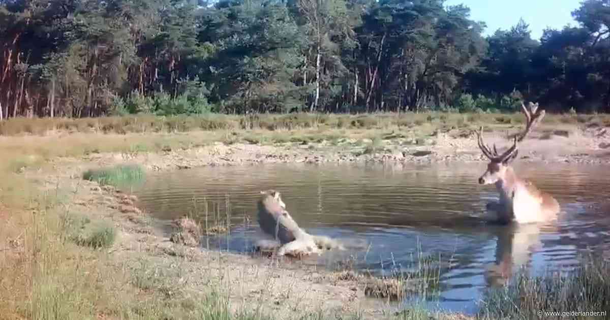 KIJK | Hert jaagt wolf weg na confrontatie op de Veluwe