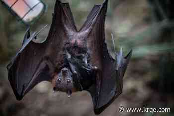 Boy dies from rabies after waking up to bat on his face