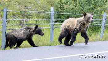 2 grizzly bears illegally shot along Alberta highway on same day, province says