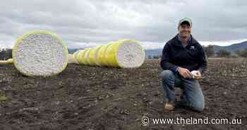 Bruce Mennie has only grown cotton for two years but you wouldn't know it