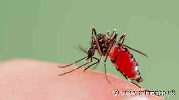 Bizarre reason major city plans to let 600,000 mosquitos loose on the streets
