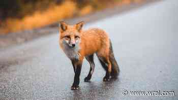 Fox tests positive for rabies in Burlington