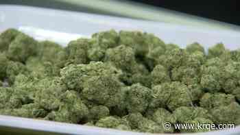 How many pounds of illegal cannabis has the New Mexico Cannabis Enforcement Bureau destroyed?