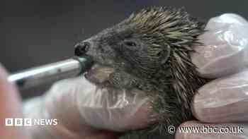 Centre 'overflowing' with baby hedgehogs
