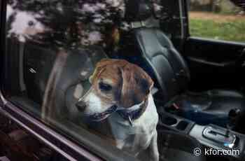 Enid Police warn against breaking into hot cars to save animals