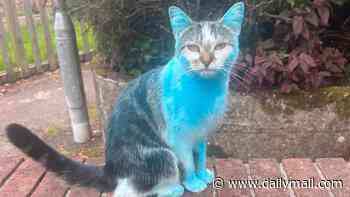 Feline blue? Family tell of their shock after Wilbur the tabby arrives home a striking colour