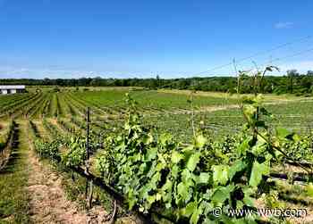 From the Vineyard: Ravine