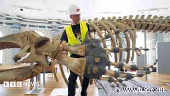 Whale skeleton returns after museum revamp