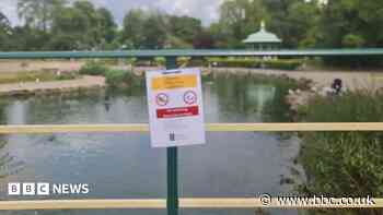 Blue-green algae in park pond confirmed