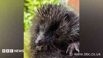 Hedgehog charity 'inundated' due to heat