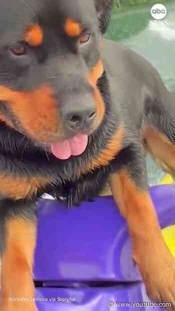 Rottweiler enjoys daily jet ski ride