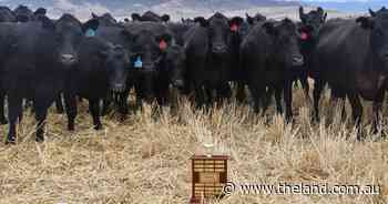Benchmark your beef: feedback from this trial could transform your operation