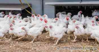 'Incredibly concerning': state on alert after bird flu likely found in NSW