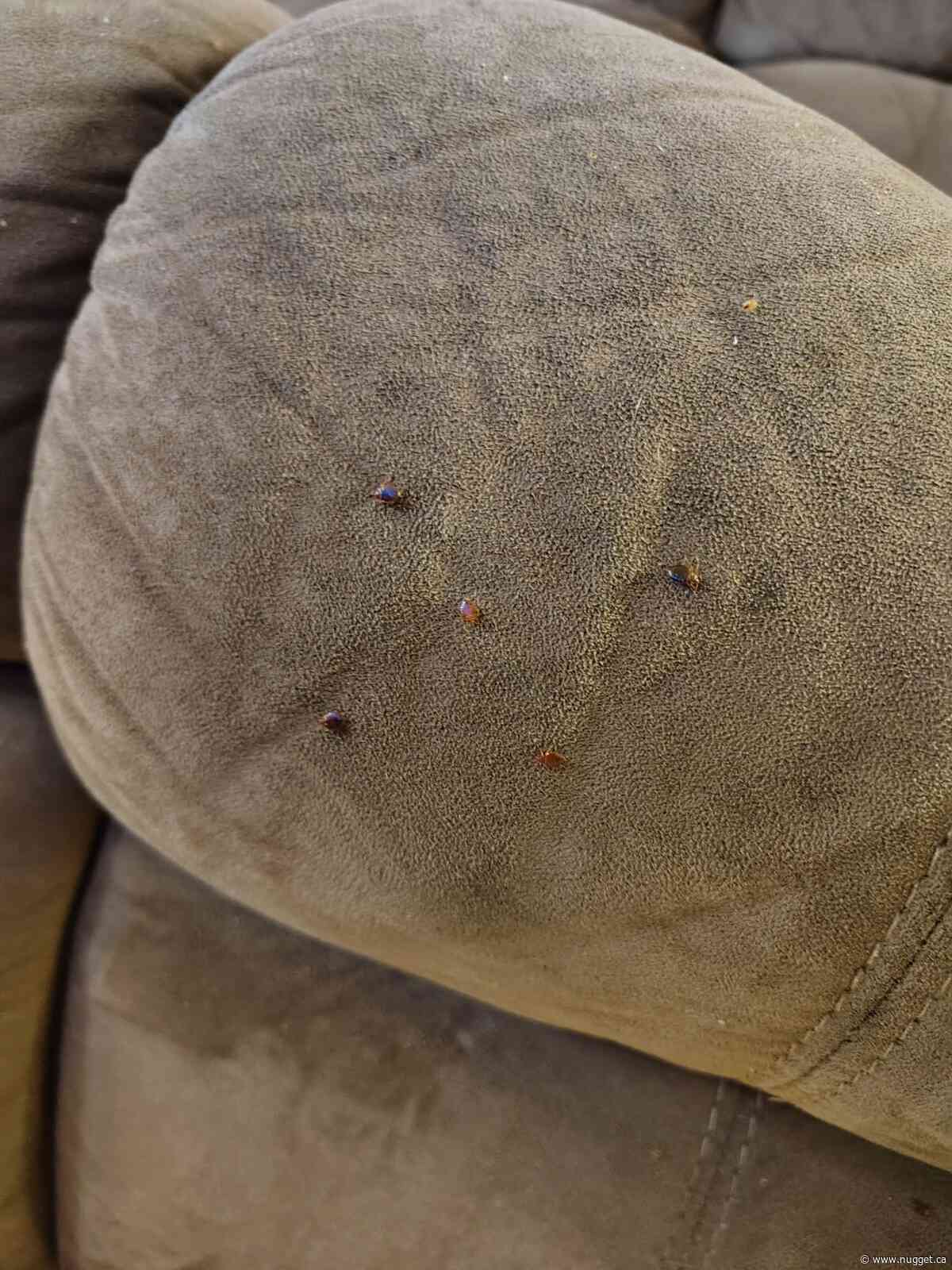Pest control bill climbs to $18K as tenants report ongoing bed bug and cockroach infestations