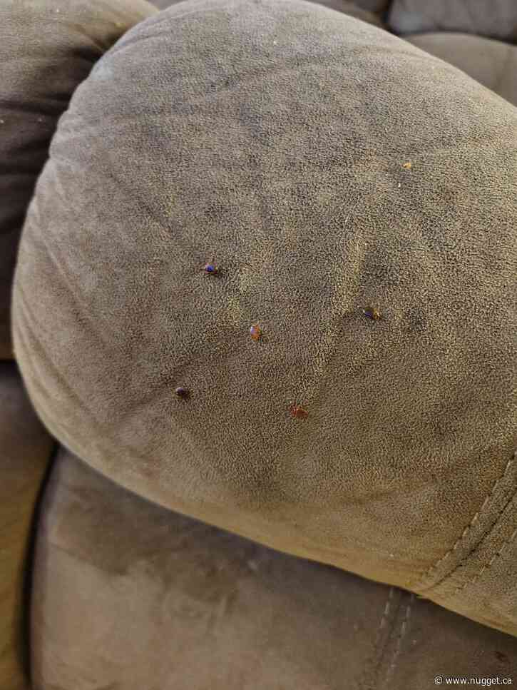 Pest control bill climbs to $18K as tenants report ongoing bed bug and cockroach infestations