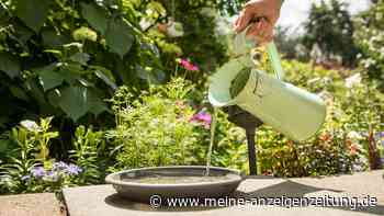 So wird die Wasserstelle im Garten zum sicheren Vogel-Treff