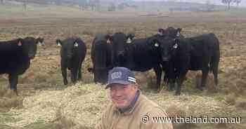 How one Walcha beef producer's herd focus switch improved his bottom line