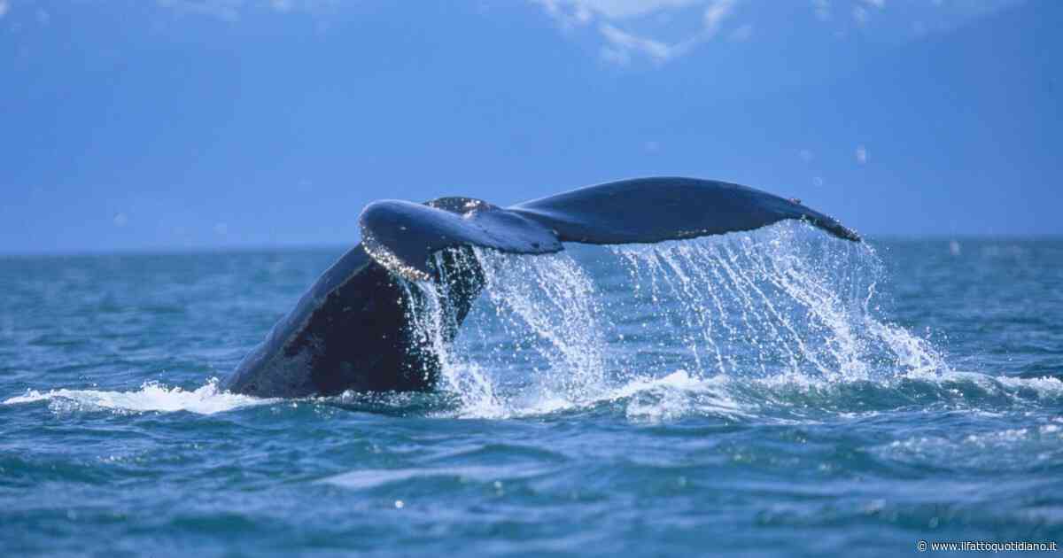 In Islanda un baleniere mostra i genitali del mammifero dopo la cattura: che assurdità