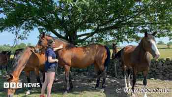 Livery bookings rise as horse owners struggle with costs