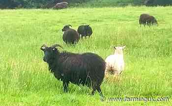 Farm loses 135 sheep in overnight theft