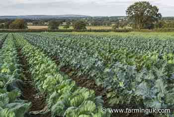 British brassica growers launch supermarket league table