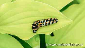 Get rid of caterpillars and protect plants with items you'll have in your kitchen
