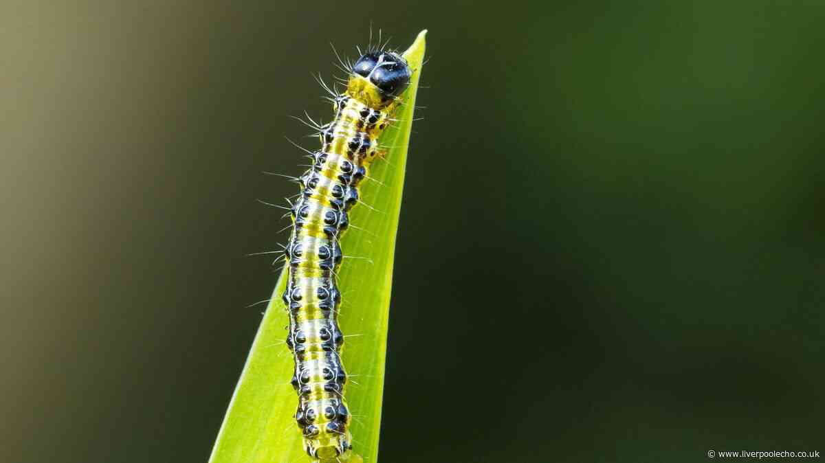 Clear your garden of pests with items you already have at home