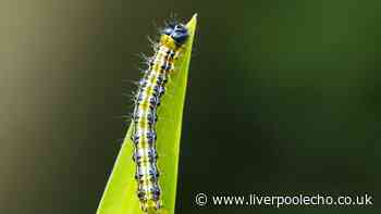 Clear your garden of pests with items you already have at home