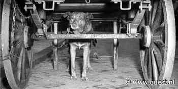 De hond als werkpaard: hoe honden eeuwenlang ingezet werden om loodzware karren te trekken